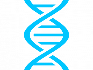 DNA Genetic Transparent