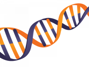 DNA PNG Image File