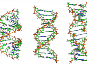 DNA Structure PNG Free Image