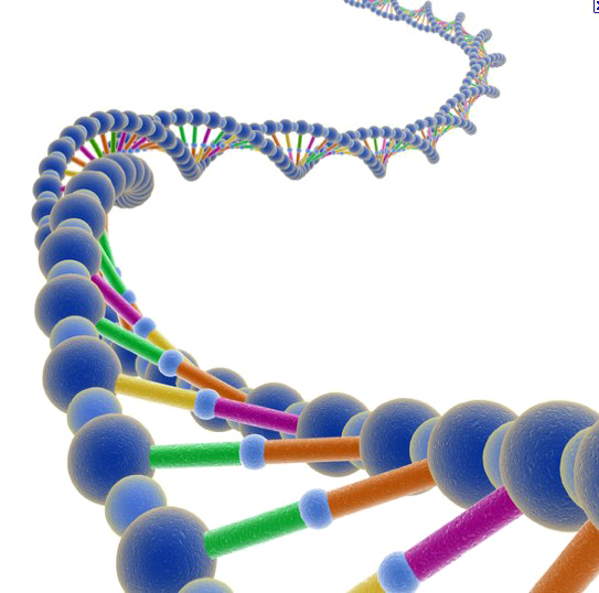 Dna Structure Png Pic Png All Png All