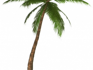 Date Palm