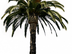 Date Palm PNG File