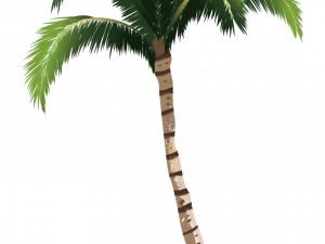 Date Palm PNG Free Image