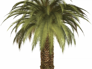 Date Palm PNG Photo