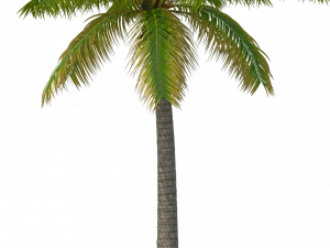 Date Palm PNG Picture