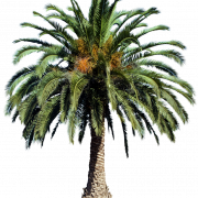 Tarih Palmiye Ağacı PNG