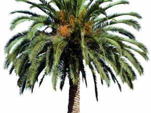 Date Palm Tree PNG