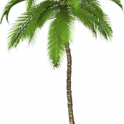 Tarih Palmiye Ağacı PNG Kesme