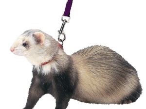 Ferret Animal PNG File