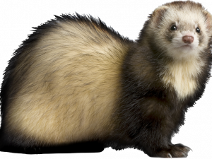 Ferret Animal PNG Photos