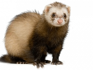 Ferret PNG Images