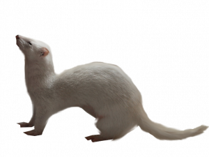 Ferret PNG Photo