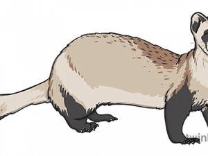 Ferret Transparent