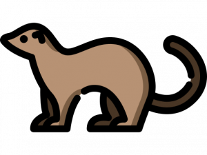 Ferret Vertebrate