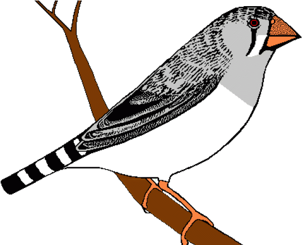 Finch Bird Png Clipart Png All