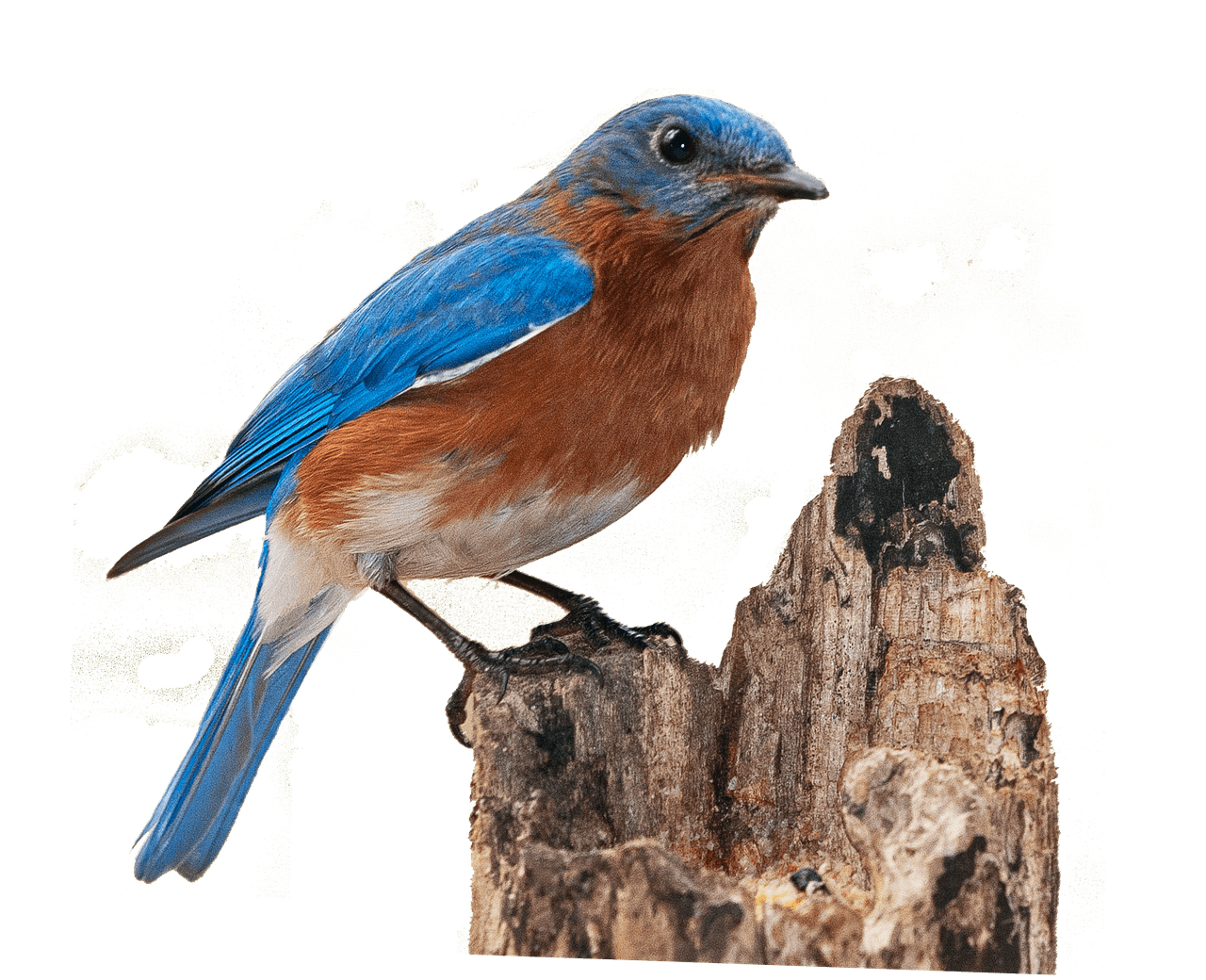Finch Bird PNG -Datei - PNG All
