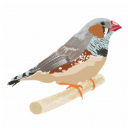 Finch Bird PNG Pic