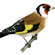 Finch Graphic PNG Image