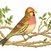 Finch Wildlife Png