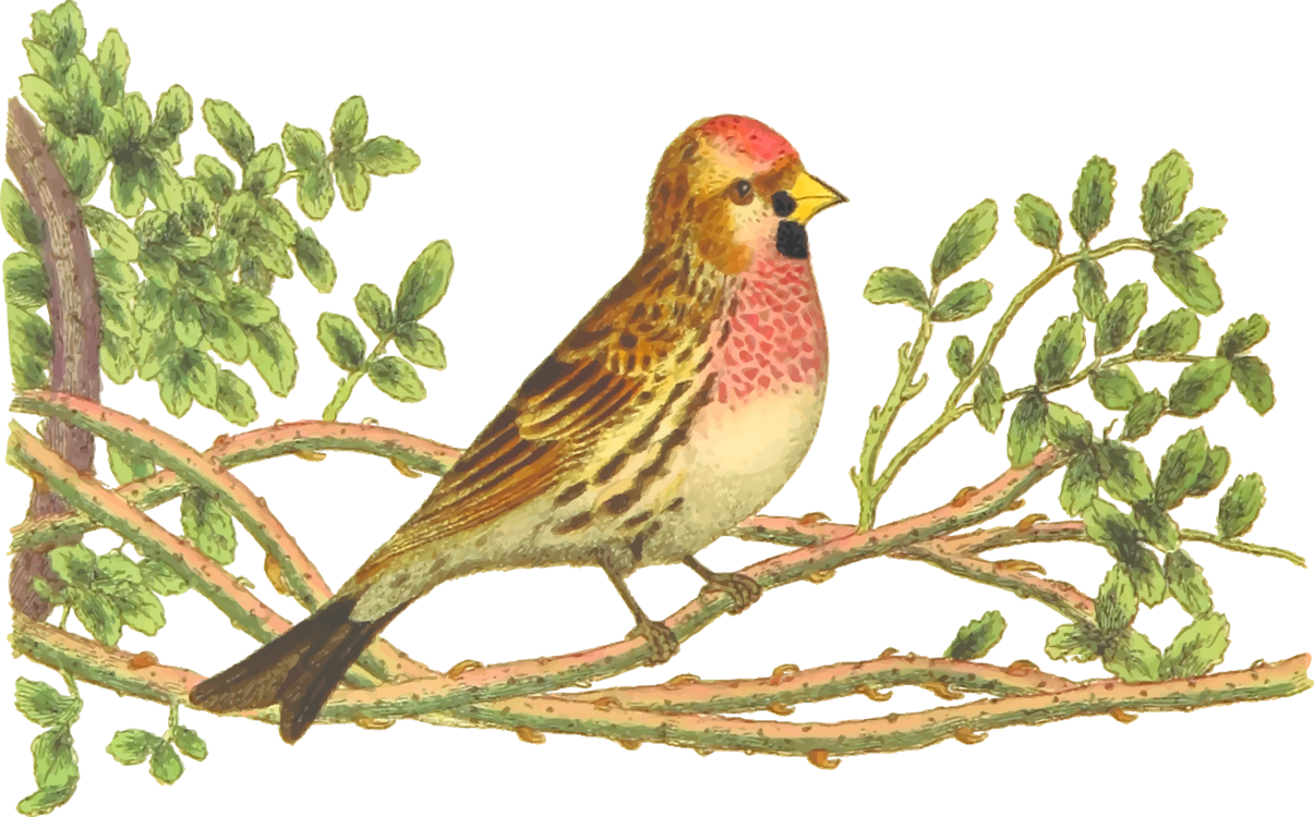 Finch Wildlife PNG