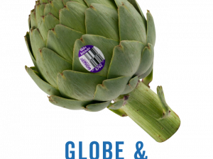 Fresh Artichokes PNG Clipart