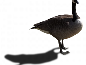 Goose No Background