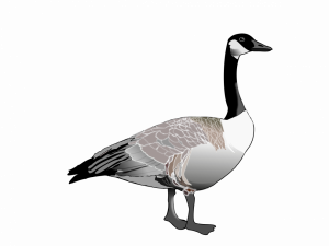 Goose PNG Background