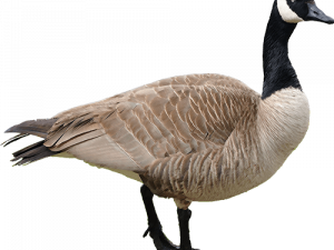 Goose PNG Cutout