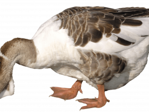 Goose PNG File