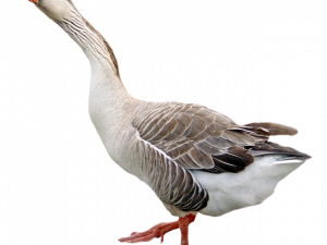 Goose PNG Free Image