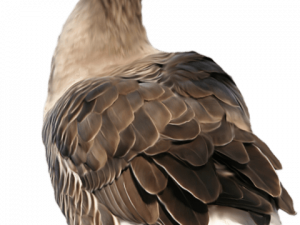 Goose PNG Image HD