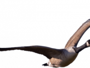 Goose PNG Images