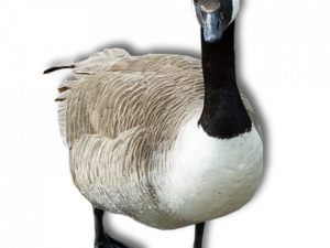 Goose PNG Photos