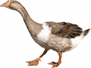 Goose Transparent