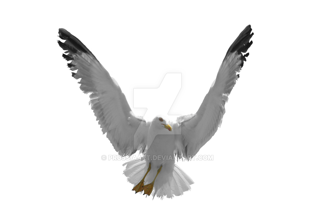 Gull PNG Image - PNG All