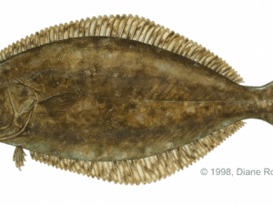 Halibut PNG Cutout