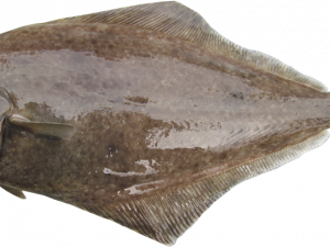 Halibut PNG Free Image