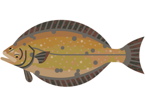 Halibut PNG HD Image