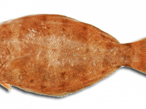 Halibut PNG Image