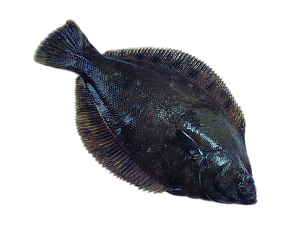 Halibut PNG Image HD