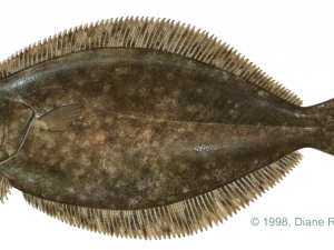 Halibut PNG Images