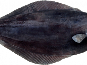 Halibut PNG Images HD