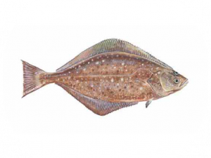 Halibut PNG Photo