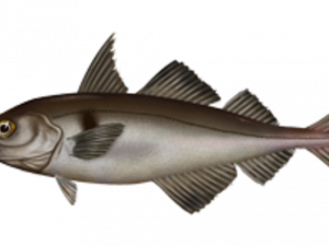 Halibut PNG Photos