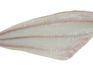 Halibut PNG Pic