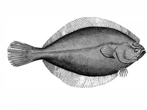 Halibut PNG Picture