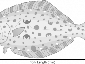 Halibut Vector PNG Pic