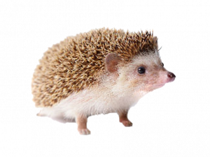 Hedgehog