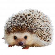 Hedgehog tidak ada latar belakang