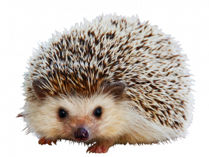 Hedgehog No Background